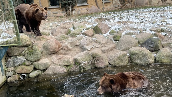 Die Braunbären-Brüder im Wildpark MV in Güstrow sind noch im Janaur aus der Winterruhe erwacht. © Wildpark-MV Foto: Maren Gläser