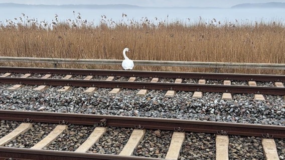 Ein weißer Schwan sitzt auf den Gleisen einer Bahnstrecke. © Bundespolizei Stralsund Foto: Bundespolizei Stralsund