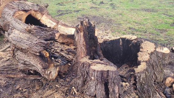 Ein Baum musste gefällt werden, weil er angezündet worden war. © NDR MV Foto: Annette Ewen