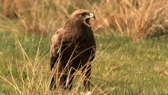 Schreiadler auf einer Wiese. © NDR 