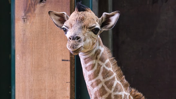 Giraffennachwuchs im Zoo Schwerin © Zoo Schwerin 