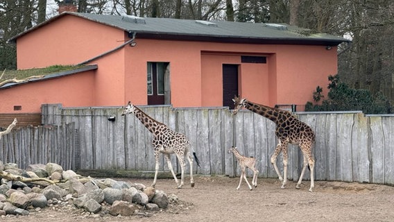 Das Giraffenkalb Mojo ist im Schweriner Zoo für Besucher sichtbar. © NDR Foto: Christoph Kümmritz