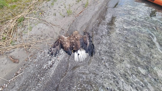 Dieses Seeadlerweibchen wurde offenbar vergiftet. © Naturpark Feldberger Seenlandschaft 