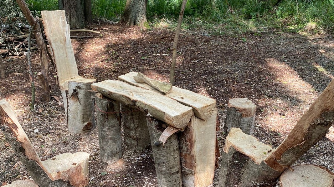 Bäume abgesägt und Feuer gemacht: Schwere Zerstörung im Müritz-Nationalpark