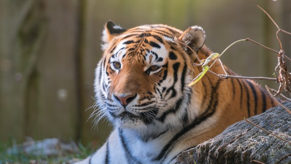 Amur-Tiger-Katze Angara im Schweriner Zoo © Zoologischer Garten Schwerin gGmbH 