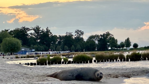 Ein Seehund (Robbe) am Strand von Ueckermünde. © Christopher Niemann 