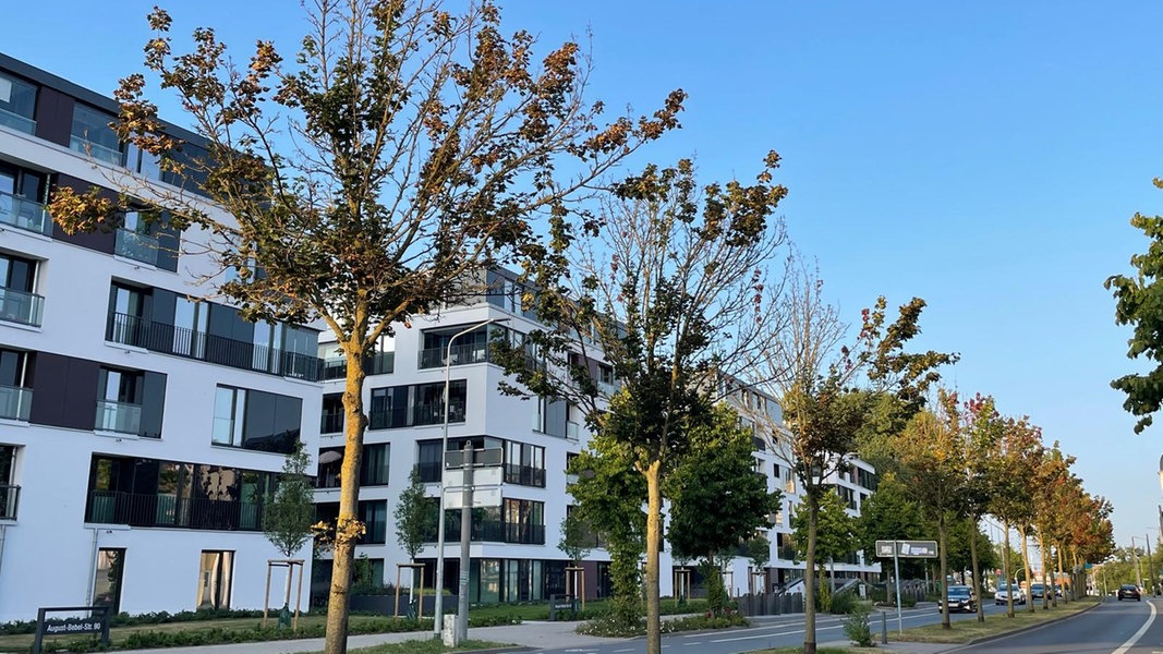 Verticillum-Welke: Pilz gefährdet Straßenbäume in Rostock