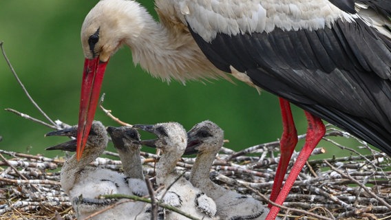 Weißstorch kümmert sich um seinen Nachwuchs. © Patrick Pleul Foto: Patrick Pleul