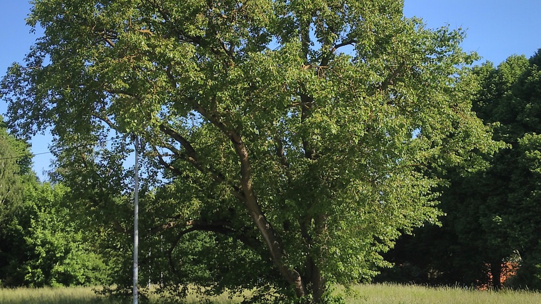 Naturdenkmal "Weiße Maulbeere" in Rostock auseinandergebrochen