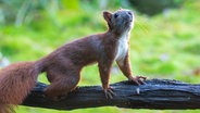 Ein Eichhörnchen auf einem Ast. © NDR Foto: Ralf Ottmann