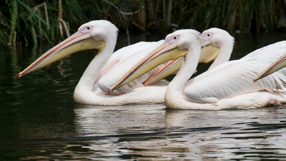 Pelikane schwimmen im Zoo von Stralsund. © picture alliance Foto: Stefan Sauer