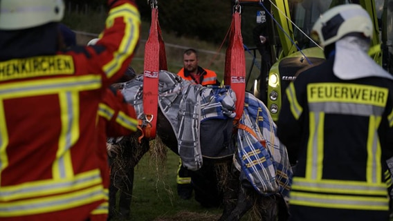 Feuerwehrleute retten ein Pferd aus einem Graben. © Freiwillige Feuerwehr Hohenkirchen Foto: Freiwillige Feuerwehr Hohenkirchen