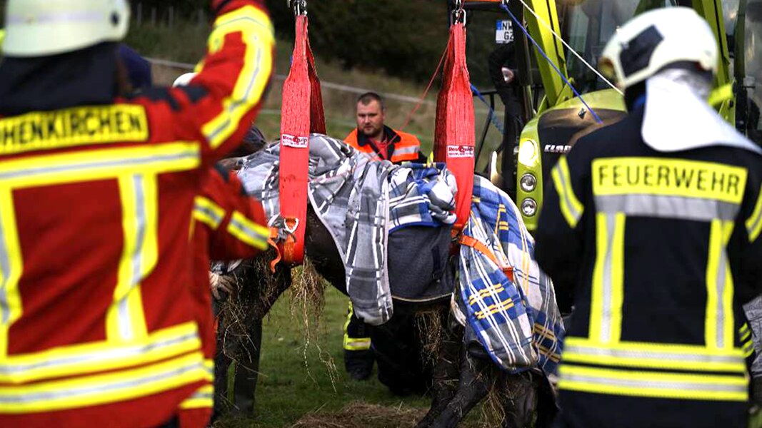 Pferd in Elmenhorst nach Rettung aus Graben eingeschläfert