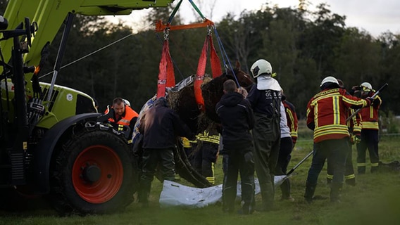 Feuerwehrleute retten ein Pferd aus einem Graben. © Freiwillige Feuerwehr Hohenkirchen Foto: Freiwillige Feuerwehr Hohenkirchen