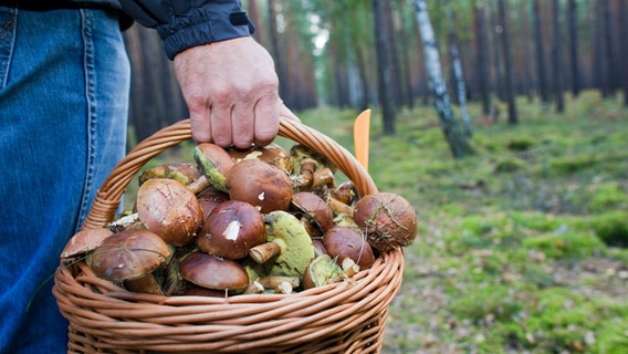 Ein Pilzsammler trägt in einem Waldstück einen vollen Korb mit Maronen. © picture alliance Foto: Patrick Pleul