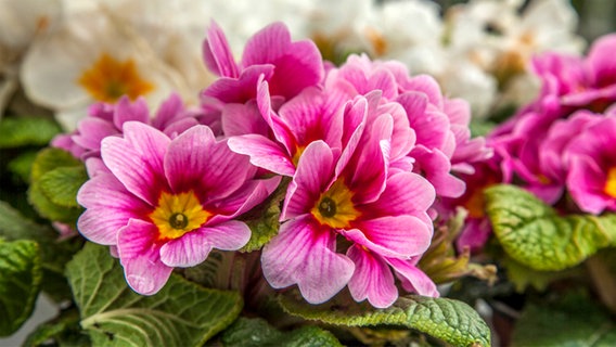 Rosafarbene Primeln in einem Blumenkasten. © NDR Foto: Udo Tanske