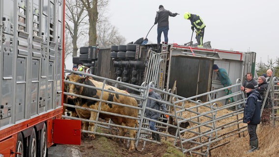 Rinder werden aus einem Lkw geleitet, der im Graben liegt. © Bernd Wüstneck/dpa Foto: Bernd Wüstneck