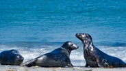 Drei Kegelrobben liegen am Strand der © IMAGO / Panthermedia 