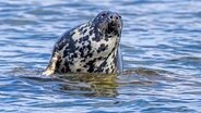 Eine Kegelrobbe in der Ostsee in der Nähe des Großen Stubber im Greifswalder Bodden. © dpa-Bildfunk Foto: Jens Büttner