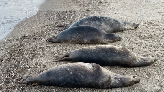 Auf diesem vom Biosphärenreservatsamt Südost-Rügen zur Verfügung gestellten Bild sind tot aufgefundene Robben an der Ostküste der Halbinsel Mönchgut auf Rügen zu sehen. © NDR Foto: Biosphärenreservatsamt Südost-Rügen/dpa