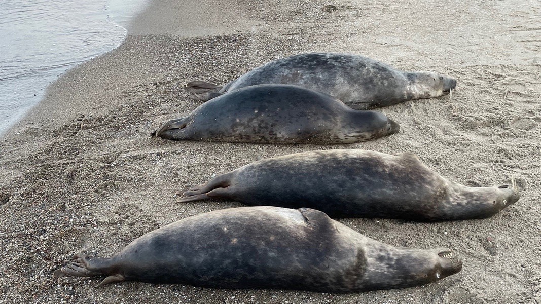 Ursache für Robbensterben in Ostsee vor Rügen weiterhin nicht geklärt