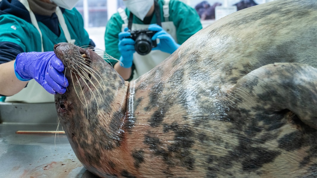 Backhaus reagiert nach Robbensterben: Neue Reusen-Regel für Ostsee