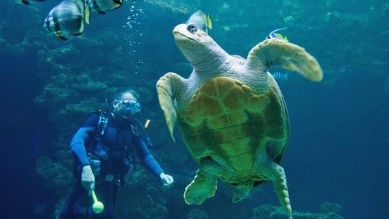 Ein Taucher und eine Schildkröte unter Wasser im Meeresmuseum Stralsund. © dpa-Bildfunk Foto: Stefan Sauer