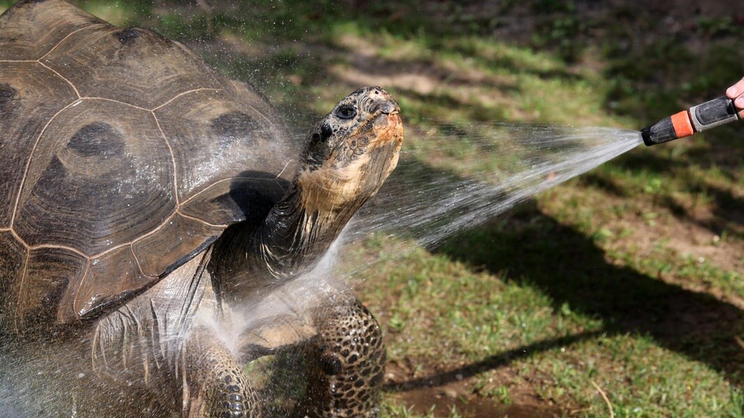 Abkühlung für die Galapagos-Schildkröten im Rostocker Zoo