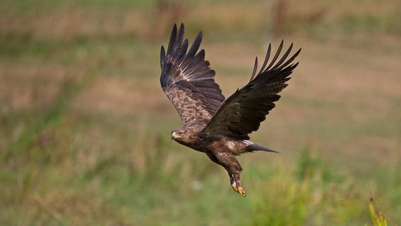 Ein Schreiadler fliegt über einer Wiese in Mecklenburg-Vorpommern. © picture alliance Foto: Franz Christoph Robiller