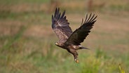 Ein Schreiadler fliegt über einer Wiese in Mecklenburg-Vorpommern. © picture alliance Foto: Franz Christoph Robiller