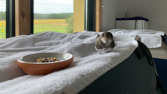 Eine Schwalbe steht auf einem weißen Handtuch und blickt in die Kamera. Neben ihr eine kleine Tonschale mit Futter, hinter ihr ein Fenster. © NDR Foto: Katrin Hehl