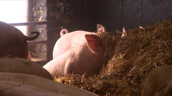 Ein Schwein wühlt in einem Haufen Stroh.  