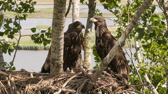 Zwei Jungadler in Nahaufnahme. Die Vögel sind bereits je etwa 40 Zentimeter groß, sitzen in ihrem Nest in einem Baum an der Küste und lugen zwischen den Blättern hervor nach ihren Eltern. © NDR Foto: NDR