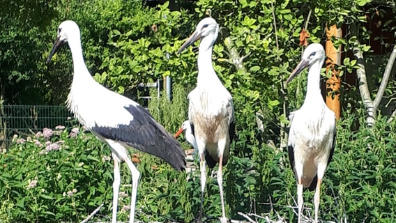 Drei Jungstörche stehen in ihrem Nest. © Tierpark Greifswald Foto: Frank Tetzlaff