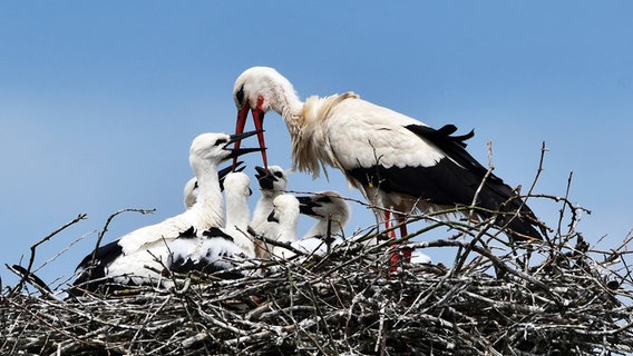 Ein Storch füttert seinen Nachwuchs im Nest. © Hans-Dieter Graf Foto: Hans-Dieter Graf
