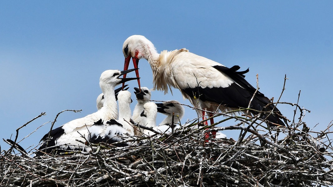 Ein Storch füttert seinen Nachwuchs im Nest.