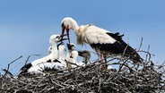 Ein Storch füttert seinen Nachwuchs im Nest. © Hans-Dieter Graf Foto: Hans-Dieter Graf