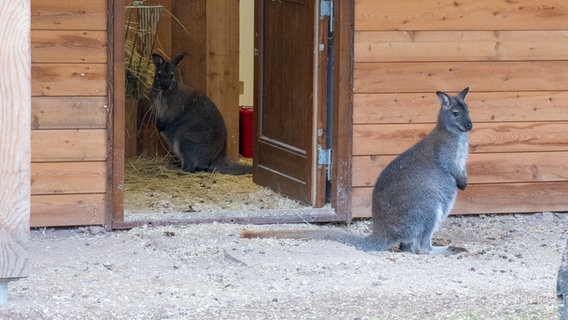 Ein Känguru steht vor einem Holzgebäude, eines innerhalb des Gebäudes. © NDR Foto: Christoph Woest