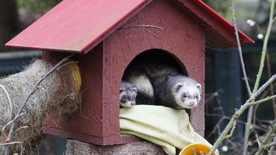 Zwei Tiere gucken verschlafen aus ihrem Häuschen. © NDR Foto: Christoph Woest