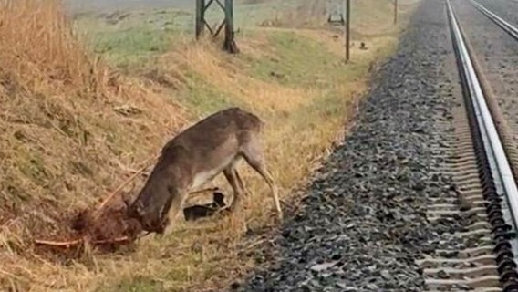 Ein junger Hirsch hat sich mit seinem Geweih in einem Weidezaun verheddert. © Bundespolizeiinspektion Stralsund 