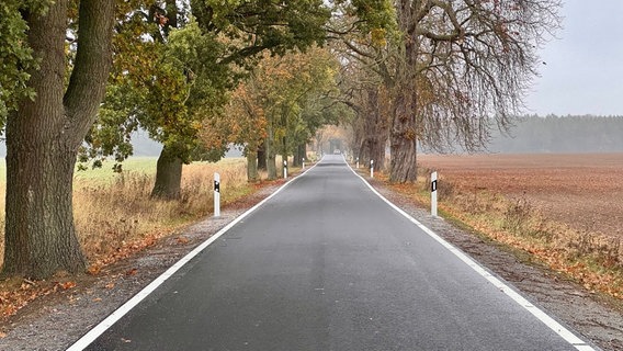 Das Foto zeigt eine Straße mit Bäumen rechts und links. © NDR Foto: Landkreis Vorpommern-Greifswald