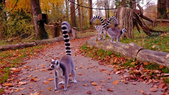 Ein schwarz-weißer Katta, eine Affenart, läuft über einen Weg im Tierpark Wolgast. Im Hintergrund sind weitere Kattas zu sehen. © Tierpark Wolgast 