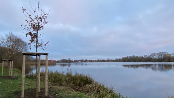 Zwei neu gepflanzte Bäume am Ufer des Stralsunder Frankenteichs. Die erst wenige Meter hohen Bäumchen sind noch mit Schutzzäunen ummantelt. © Hansestadt Stralsund - Pressestelle 