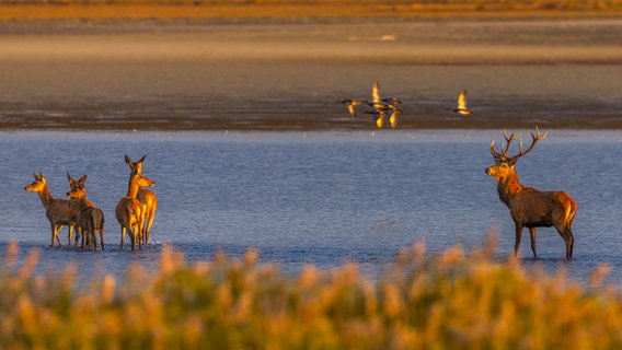 Ein Hirsch und vier Hirschkühe stehen im flachen Wasser im Nationalpark Vorpommersche Boddenlandschaft. © Mario Möller 