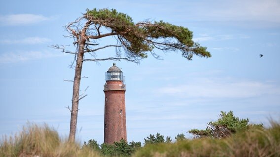 Der Leuchtturm Darßer Ort unter einer Kiefer am Weststrand. © Anke Neumeister/Deutsches Meeresmuseum 