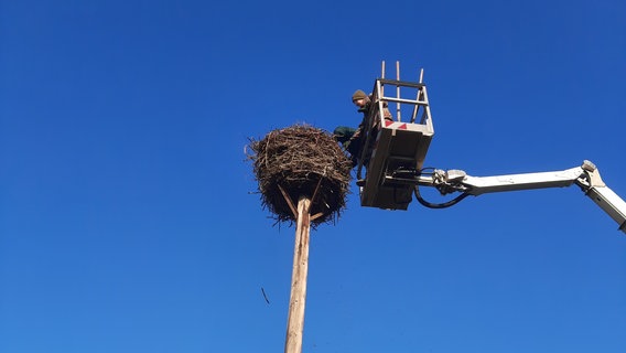 Ein Naturschützer steht in einem Krankorb und arbeitet an einem Storchennest in Lüssow. © Landkreis Vorpommern-Greifswald 