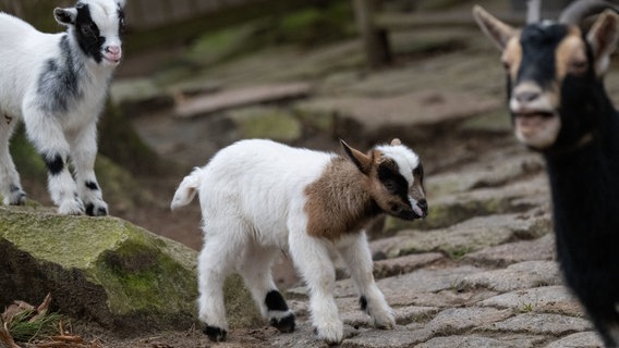 Junge Ziegen spielen im Zoo Stralsund. © Stefan Sauer/dpa 