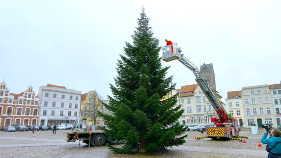 Ein frisch aufgestellter Weihnachtsbaum auf dem Wismarer Marktplatz. Eine Feuerwehrleiter mit Korb mit Feuerwehrmann darin, steht daneben. © NDR Foto: Christoph Woest