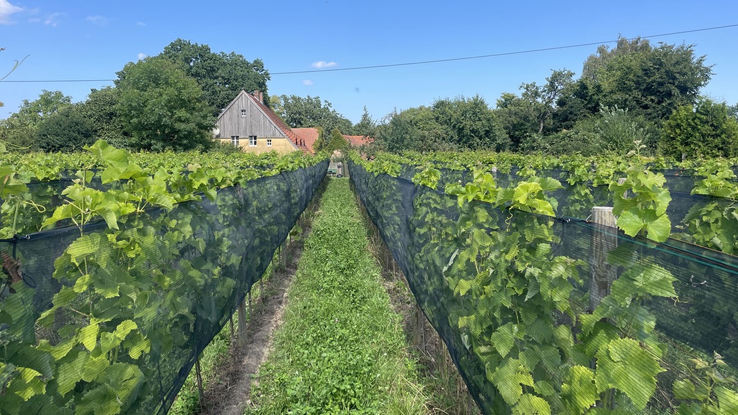Auf Usedom führt ein Weg zwischen den Weinreben auf ein Haus im Hintergrund zu. 