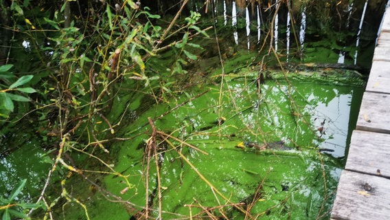 Blaualgen im Uferbereich der Wickendorfer Bucht im Schweriner Außensee. © NDR Foto: Heinz Galling